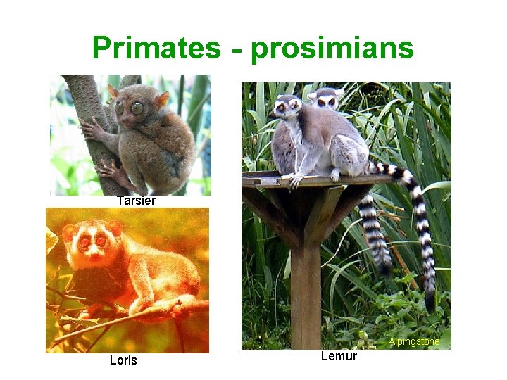 Primates - prosimians Tarsier Alpingstone Loris Lemur 