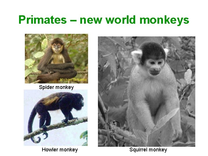 Primates – new world monkeys Michael Schamis Spider monkey Howler monkey Squirrel monkey 