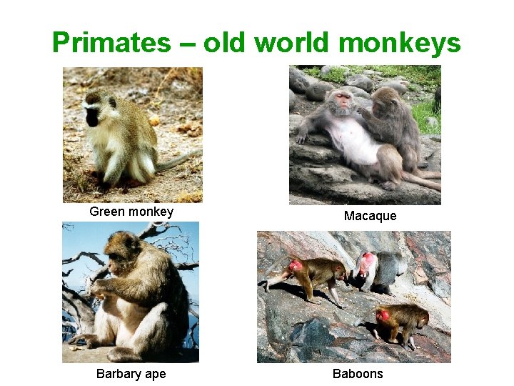 Primates – old world monkeys Green monkey Barbary ape Macaque Baboons 
