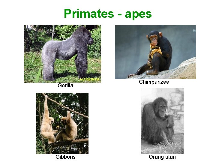 Primates - apes Arpingstone Gorilla Gibbons Chimpanzee Orang utan 