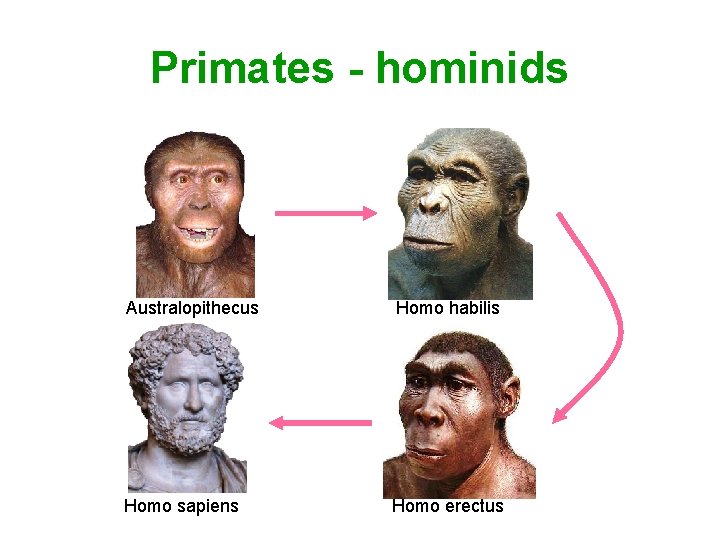 Primates - hominids Australopithecus Homo habilis Homo sapiens Homo erectus 