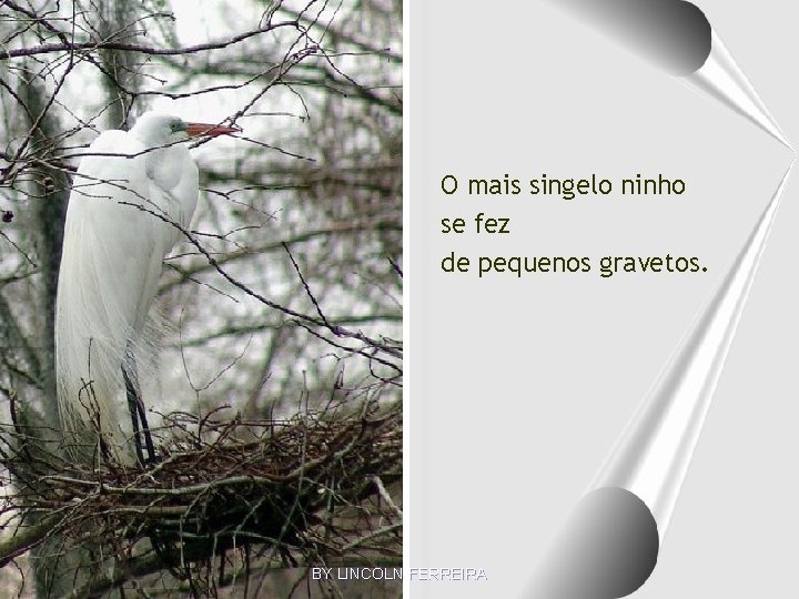 O mais singelo ninho se fez de pequenos gravetos. BY LINCOLN FERREIRA 
