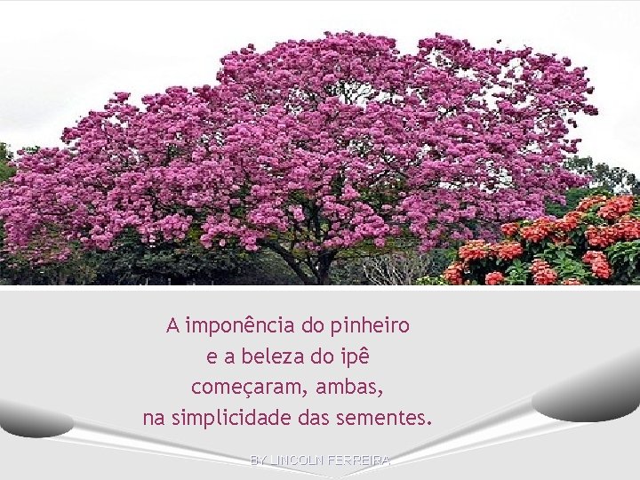 A imponência do pinheiro e a beleza do ipê começaram, ambas, na simplicidade das