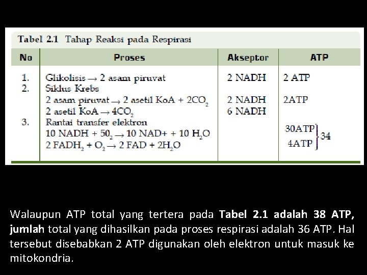 Walaupun ATP total yang tertera pada Tabel 2. 1 adalah 38 ATP, jumlah total