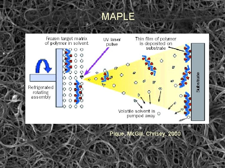 MAPLE Pique, Mc. Gill, Chrisey, 2000 