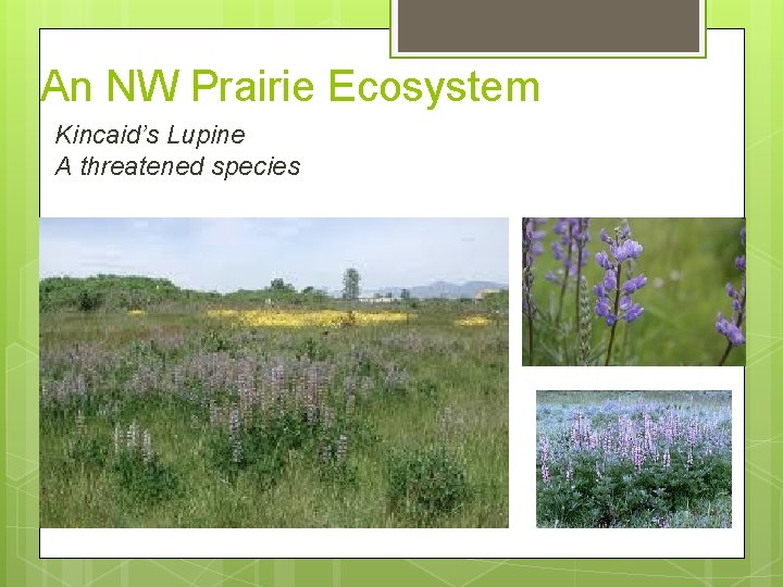 An NW Prairie Ecosystem Kincaid’s Lupine A threatened species 