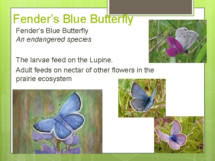 Fender’s Blue Butterfly An endangered species The larvae feed on the Lupine. Adult feeds