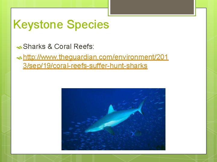 Keystone Species Sharks & Coral Reefs: http: //www. theguardian. com/environment/201 3/sep/19/coral-reefs-suffer-hunt-sharks 