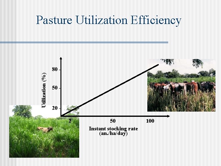 Pasture Utilization Efficiency Utilization (%) 80 50 - 20 2 50 Instant stocking rate