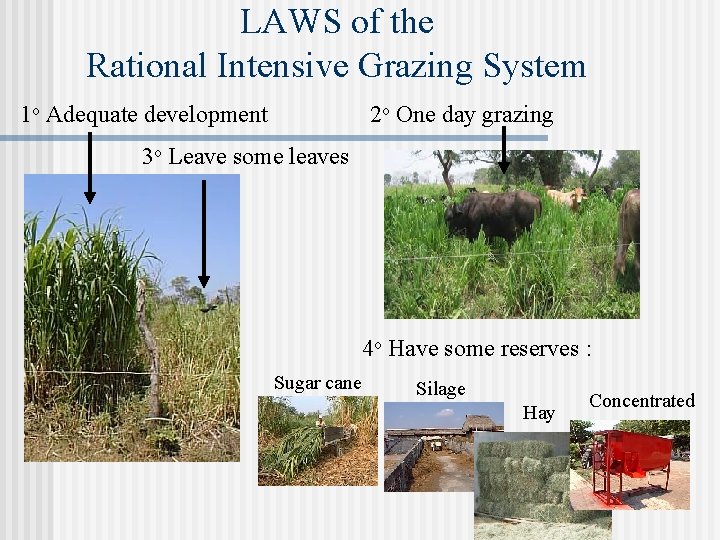 LAWS of the Rational Intensive Grazing System 1 o Adequate development 2 o One