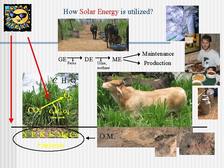 How Solar Energy is utilized? GE Feces DE Urine, methane ME C H O