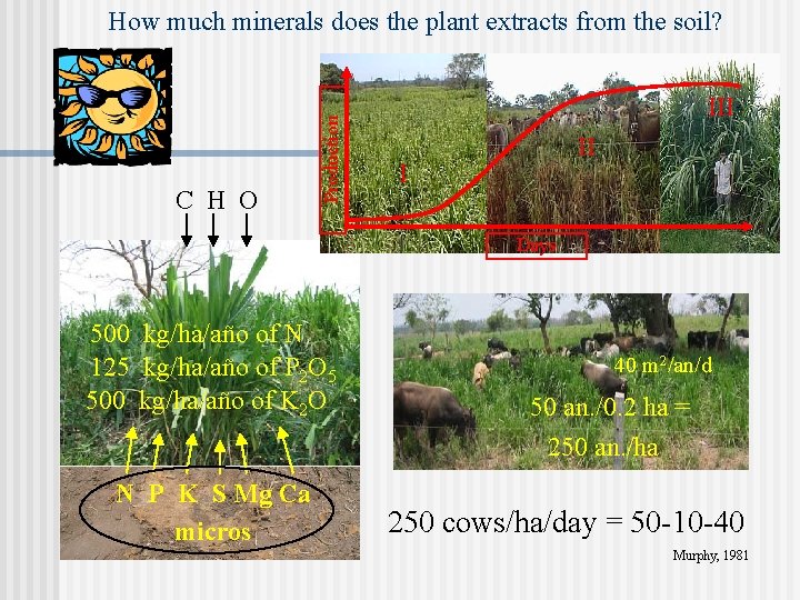 C H O Production How much minerals does the plant extracts from the soil?