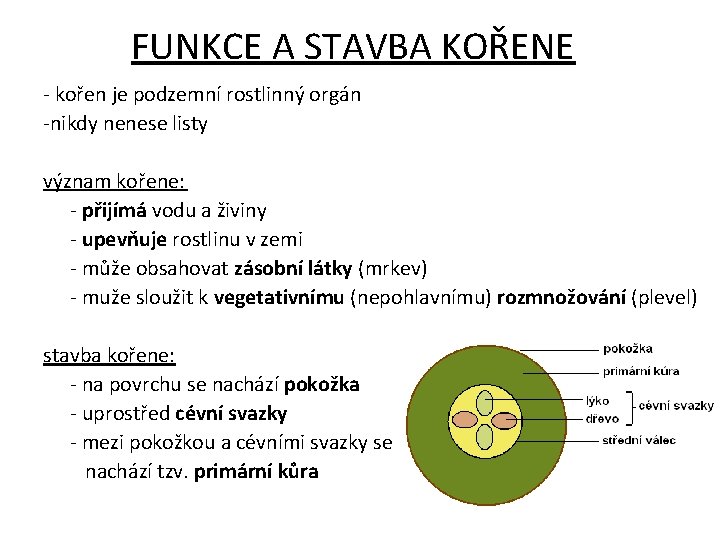 FUNKCE A STAVBA KOŘENE - kořen je podzemní rostlinný orgán -nikdy nenese listy význam