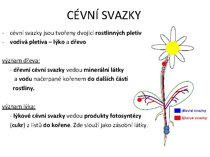CÉVNÍ SVAZKY - cévní svazky jsou tvořeny dvojicí rostlinných pletiv - vodivá pletiva –