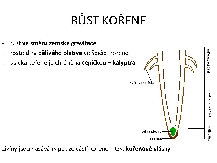 RŮST KOŘENE - růst ve směru zemské gravitace - roste díky dělivého pletiva ve