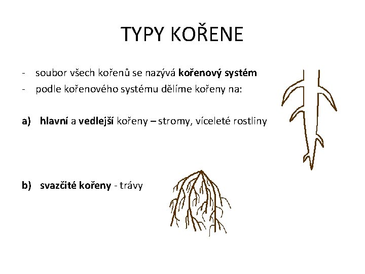 TYPY KOŘENE - soubor všech kořenů se nazývá kořenový systém - podle kořenového systému