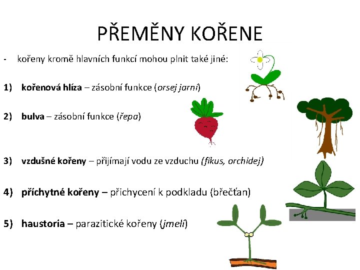 PŘEMĚNY KOŘENE - kořeny kromě hlavních funkcí mohou plnit také jiné: 1) kořenová hlíza