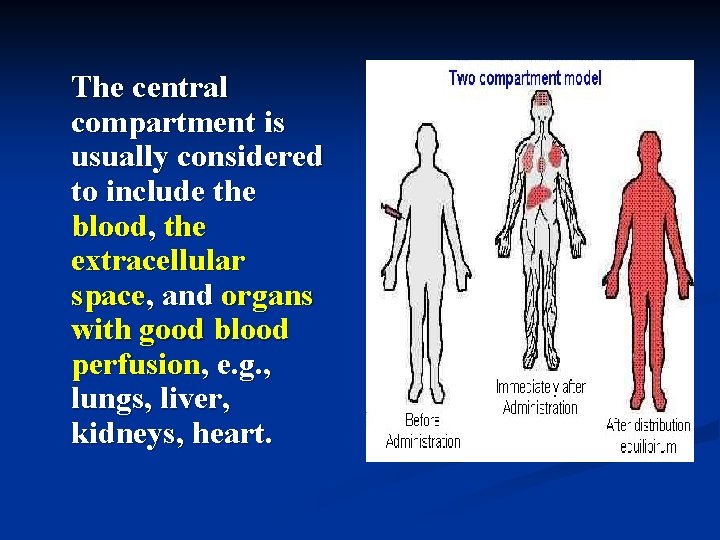 The central compartment is usually considered to include the blood, the extracellular space, and