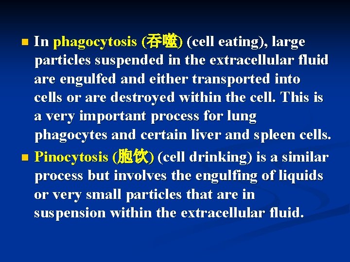 In phagocytosis (吞噬) (cell eating), large particles suspended in the extracellular fluid are engulfed