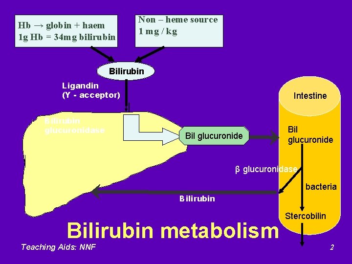Hb → globin + haem 1 g Hb = 34 mg bilirubin Non –