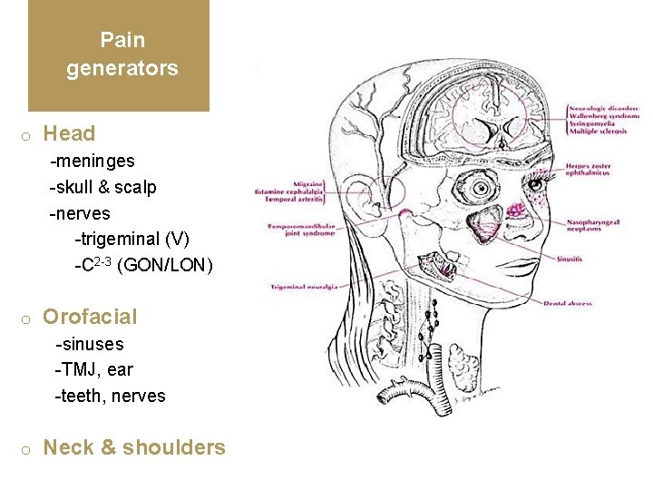 Pain generators o Head -meninges -skull & scalp -nerves -trigeminal (V) -C 2 -3