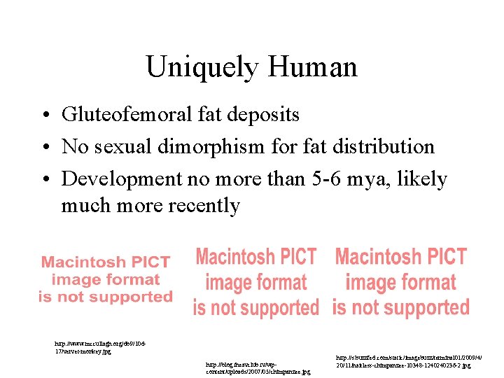 Uniquely Human • Gluteofemoral fat deposits • No sexual dimorphism for fat distribution •