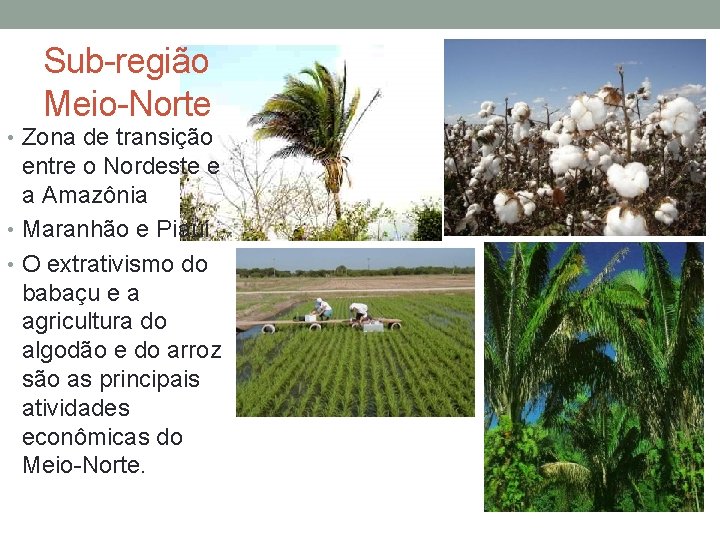 Sub-região Meio-Norte • Zona de transição entre o Nordeste e a Amazônia • Maranhão