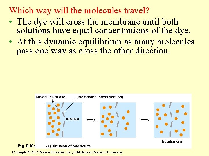 Which way will the molecules travel? • The dye will cross the membrane until