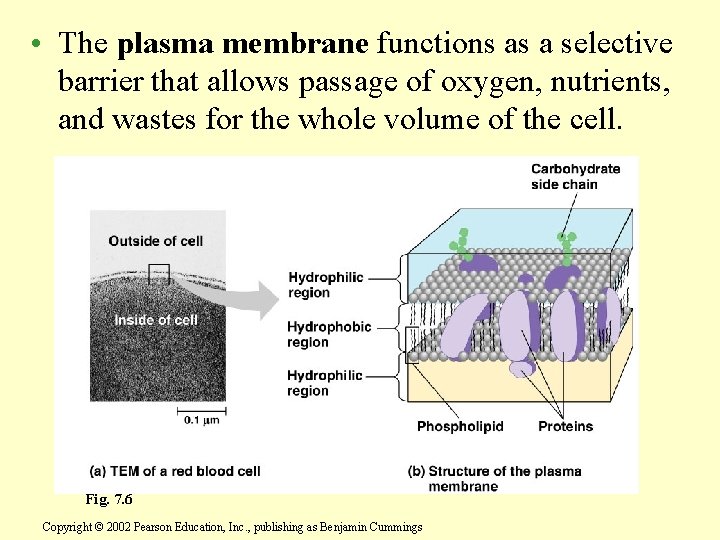  • The plasma membrane functions as a selective barrier that allows passage of