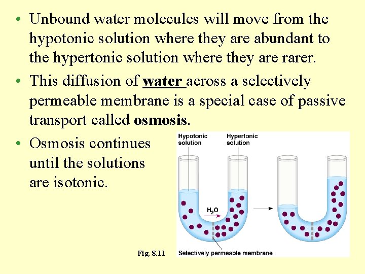  • Unbound water molecules will move from the hypotonic solution where they are