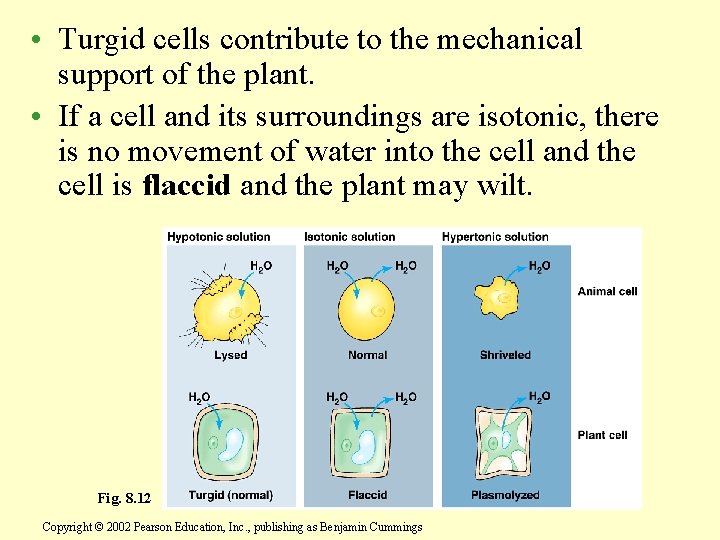  • Turgid cells contribute to the mechanical support of the plant. • If