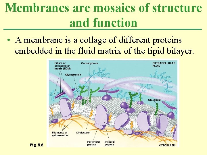 Membranes are mosaics of structure and function • A membrane is a collage of