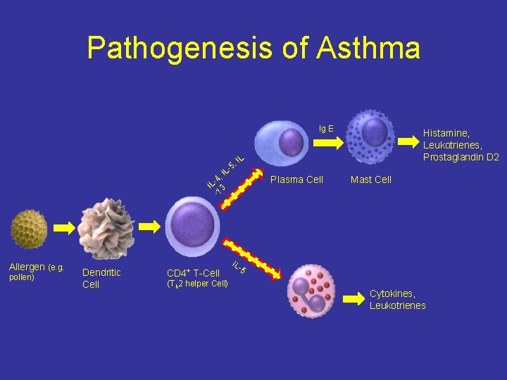 Pathogenesis of Asthma Ig E Histamine, Leukotrienes, Prostaglandin D 2 L , I 5