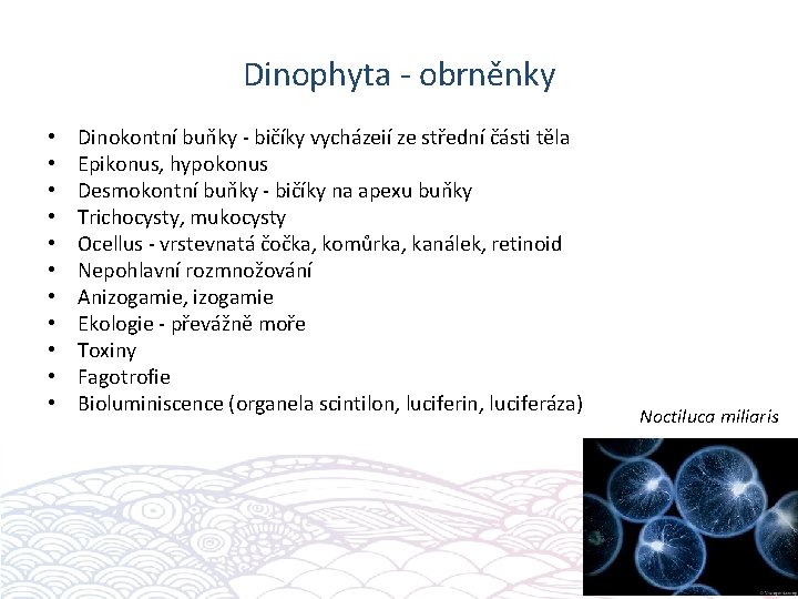 Dinophyta - obrněnky • • • Dinokontní buňky - bičíky vycházeií ze střední části