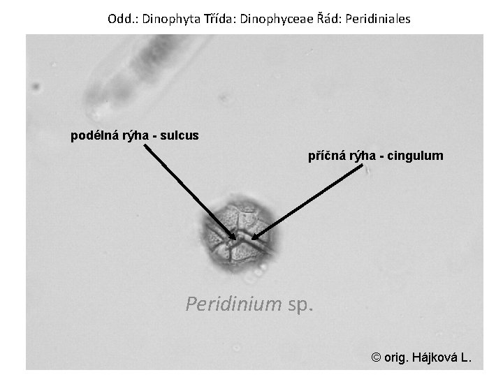 Odd. : Dinophyta Třída: Dinophyceae Řád: Peridiniales podélná rýha - sulcus příčná rýha -