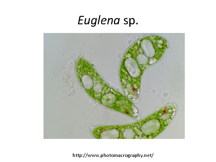 Euglena sp. http: //www. photomacrography. net/ 