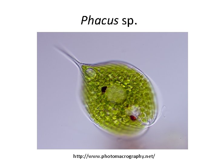 Phacus sp. http: //www. photomacrography. net/ 