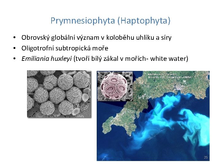 Prymnesiophyta (Haptophyta) • Obrovský globální význam v koloběhu uhlíku a síry • Oligotrofní subtropická