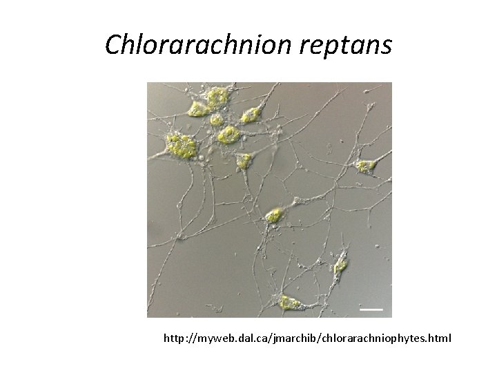 Chlorarachnion reptans http: //myweb. dal. ca/jmarchib/chlorarachniophytes. html 
