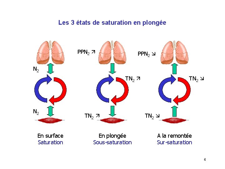 Les 3 états de saturation en plongée PPN 2 TN 2 En surface Saturation