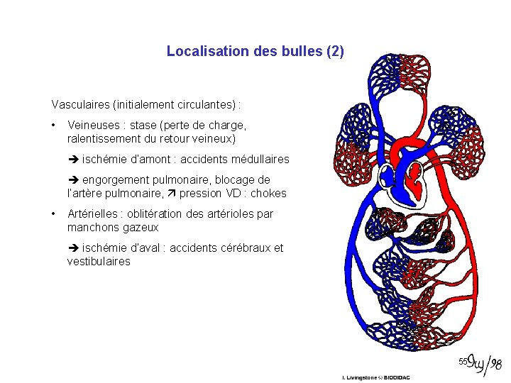 Localisation des bulles (2) Vasculaires (initialement circulantes) : • Veineuses : stase (perte de