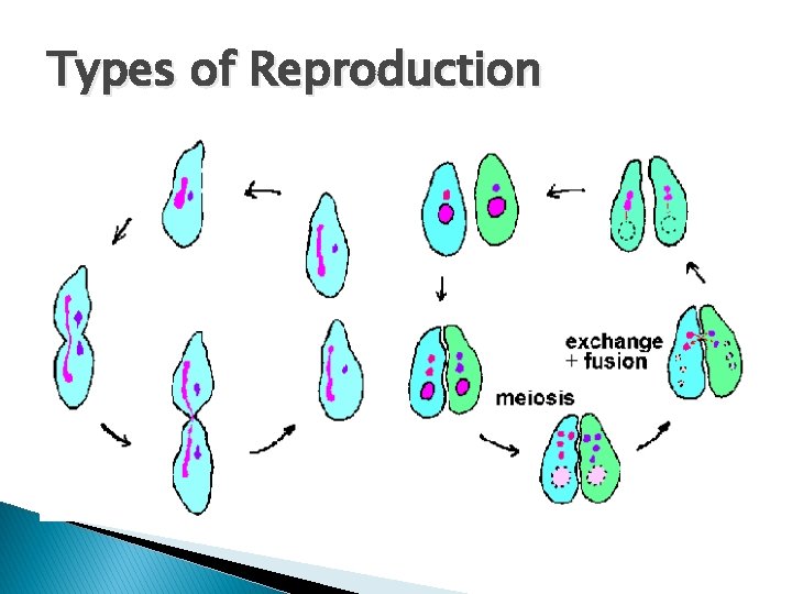 Types of Reproduction Types of Reproduction