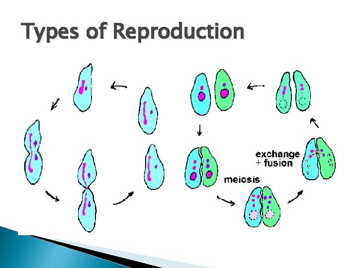 Types of Reproduction 