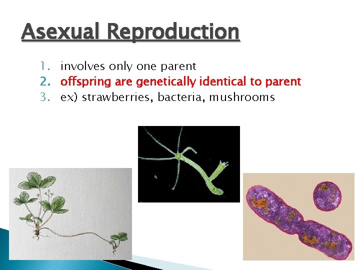 Asexual Reproduction 1. involves only one parent 2. offspring are genetically identical to parent Asexual Reproduction 1. involves only one parent 2. offspring are genetically identical to parent
