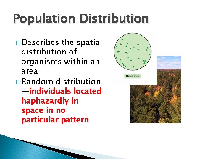 Population Distribution � Describes the spatial distribution of organisms within an area � Random