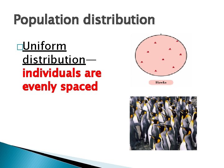Population distribution �Uniform distribution— individuals are evenly spaced 