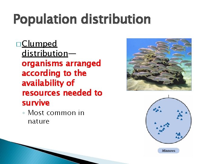 Population distribution � Clumped distribution— organisms arranged according to the availability of resources needed