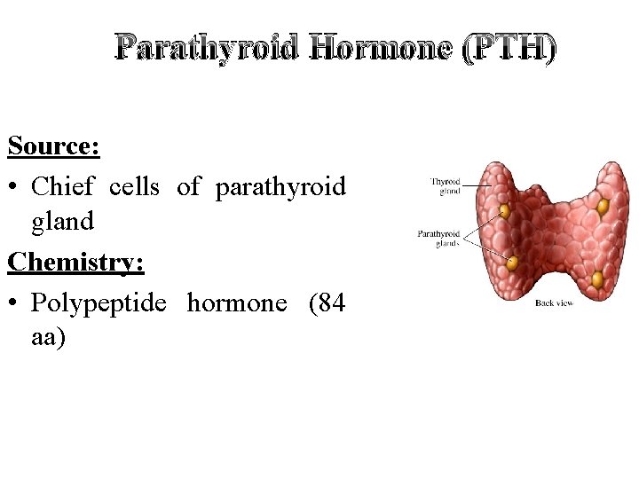 Parathyroid Hormone (PTH) Source: • Chief cells of parathyroid gland Chemistry: • Polypeptide hormone