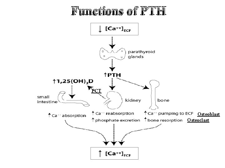 Functions of PTH PCT Osteoblast Osteoclast 