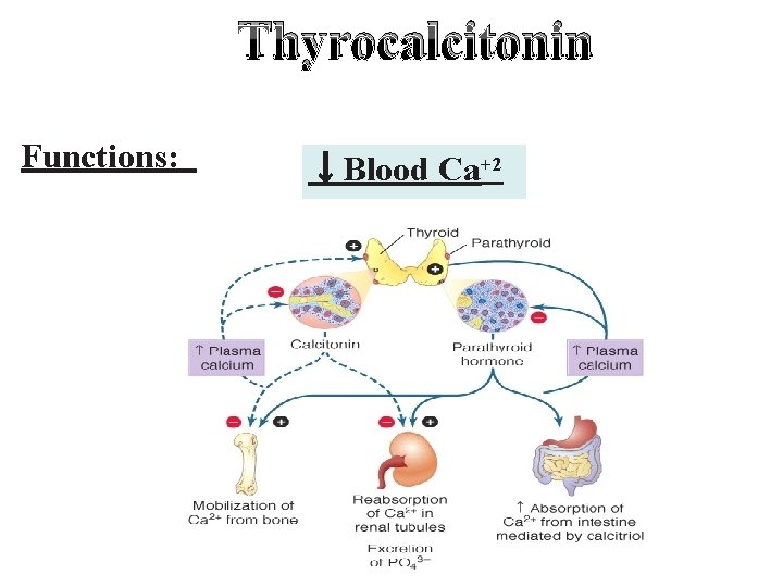 Thyrocalcitonin Functions: ↓Blood Ca+2 